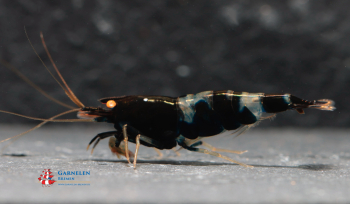 Preview: Black Witch OE Garnele